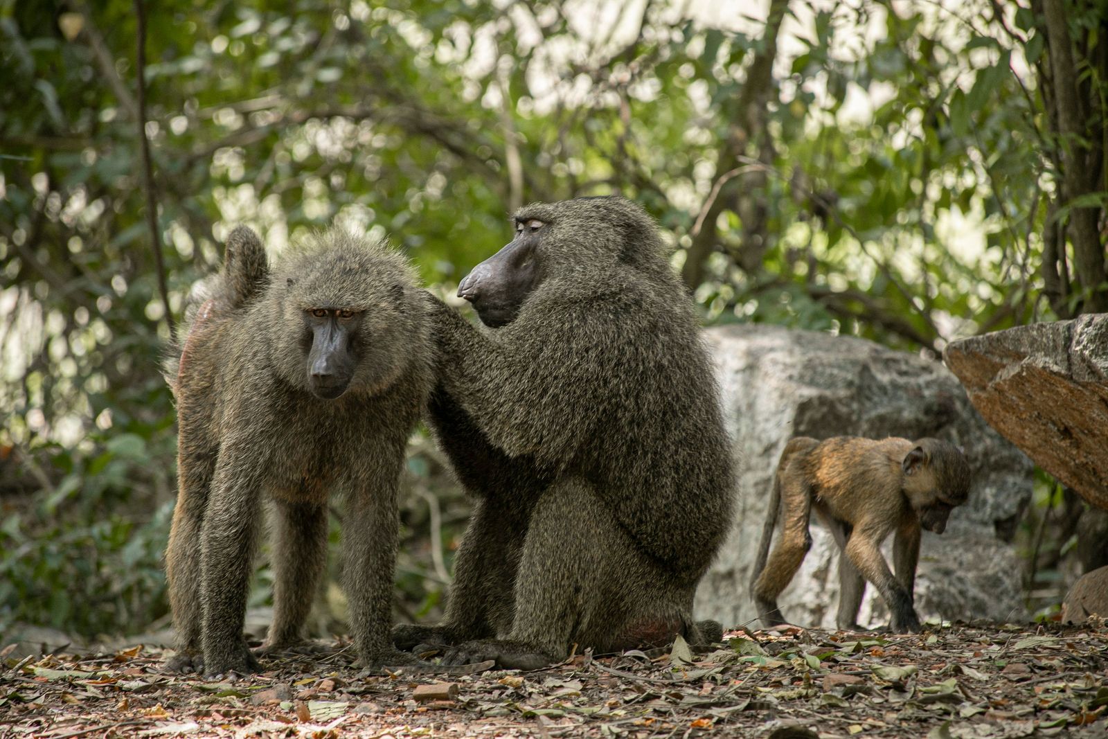 An olive baboon grooming another while a young baboon walks past