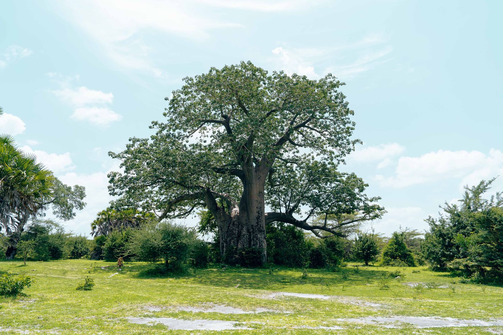 A large baobab tree in full leaf on green grassland