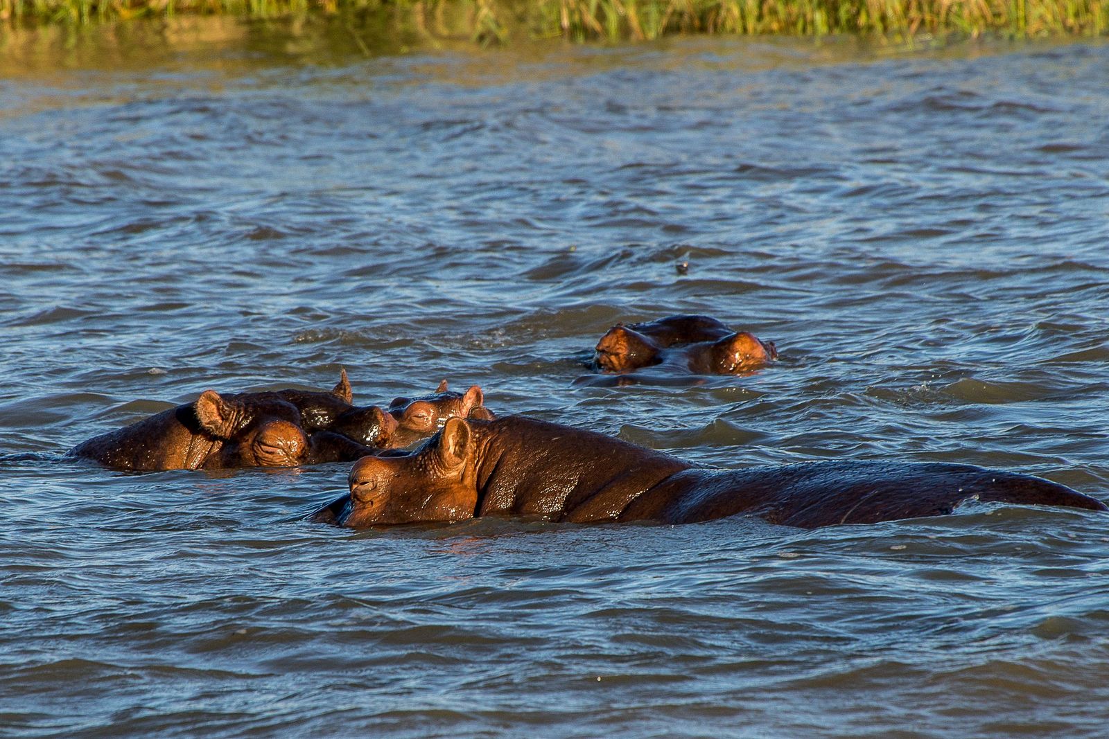 Hippos resting together in the water with only their heads and backs showing