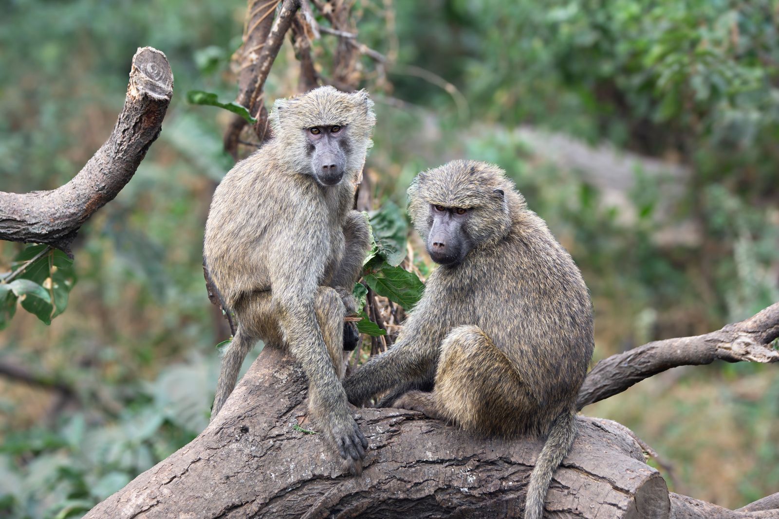 Two olive baboons sitting on a fallen tree in green forest