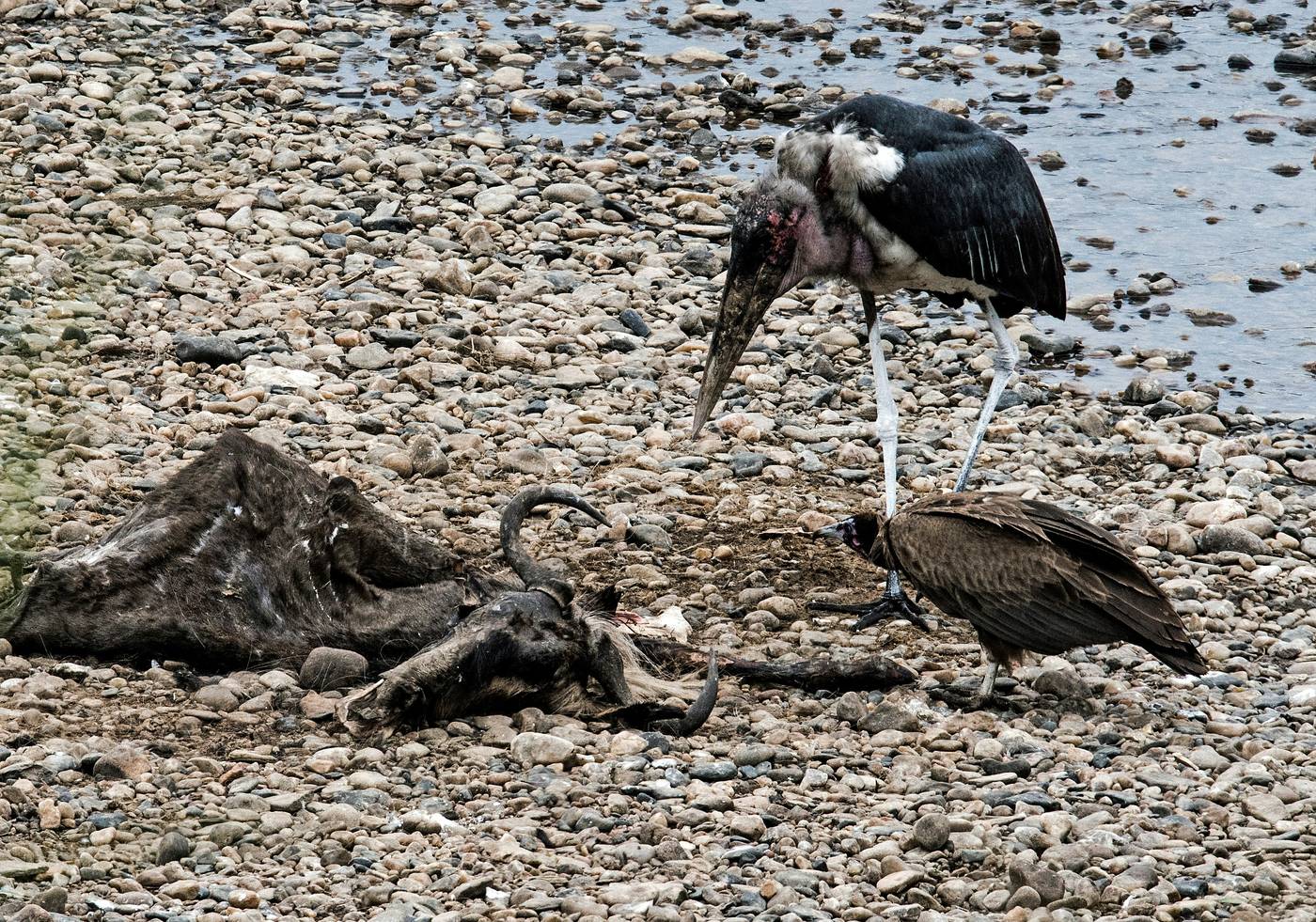 Marabou stork and vulture beside a wildebeest carcass on the Mara riverbank