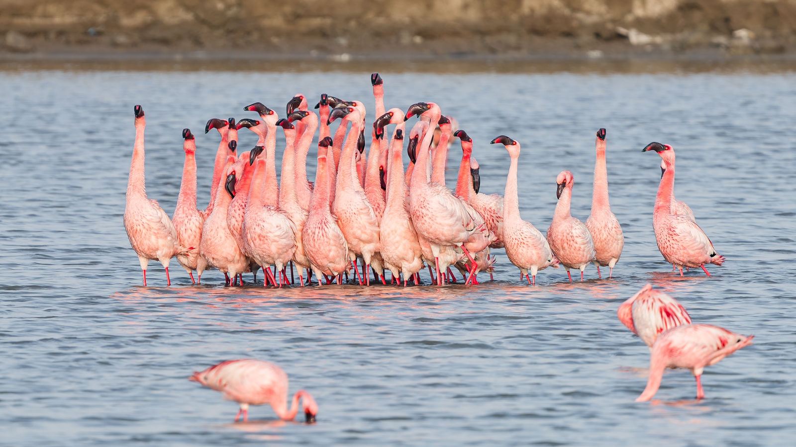 Lesser flamingos gathered in the shallows of a soda lake