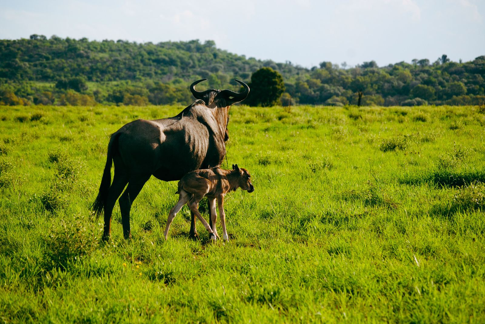 Wildebeest mother with her newborn calf on green grass
