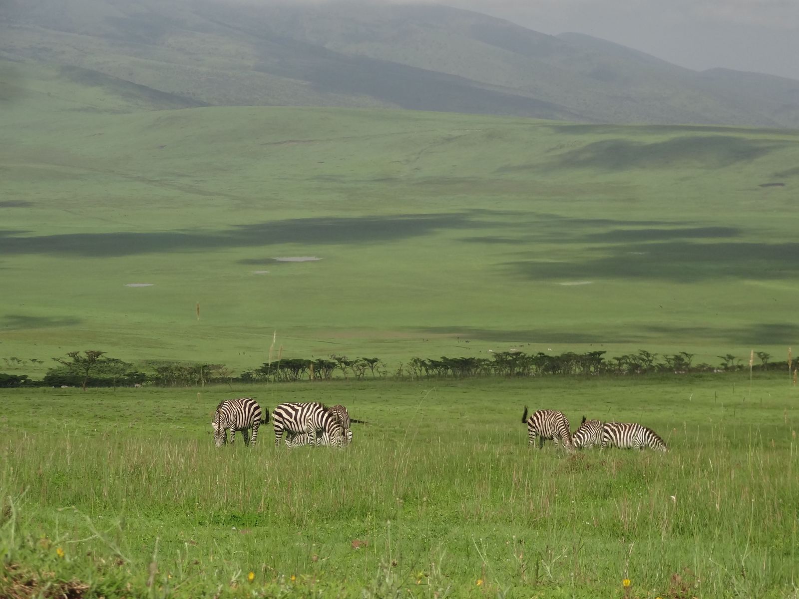 Zebras grazing on the green Ngorongoro highlands