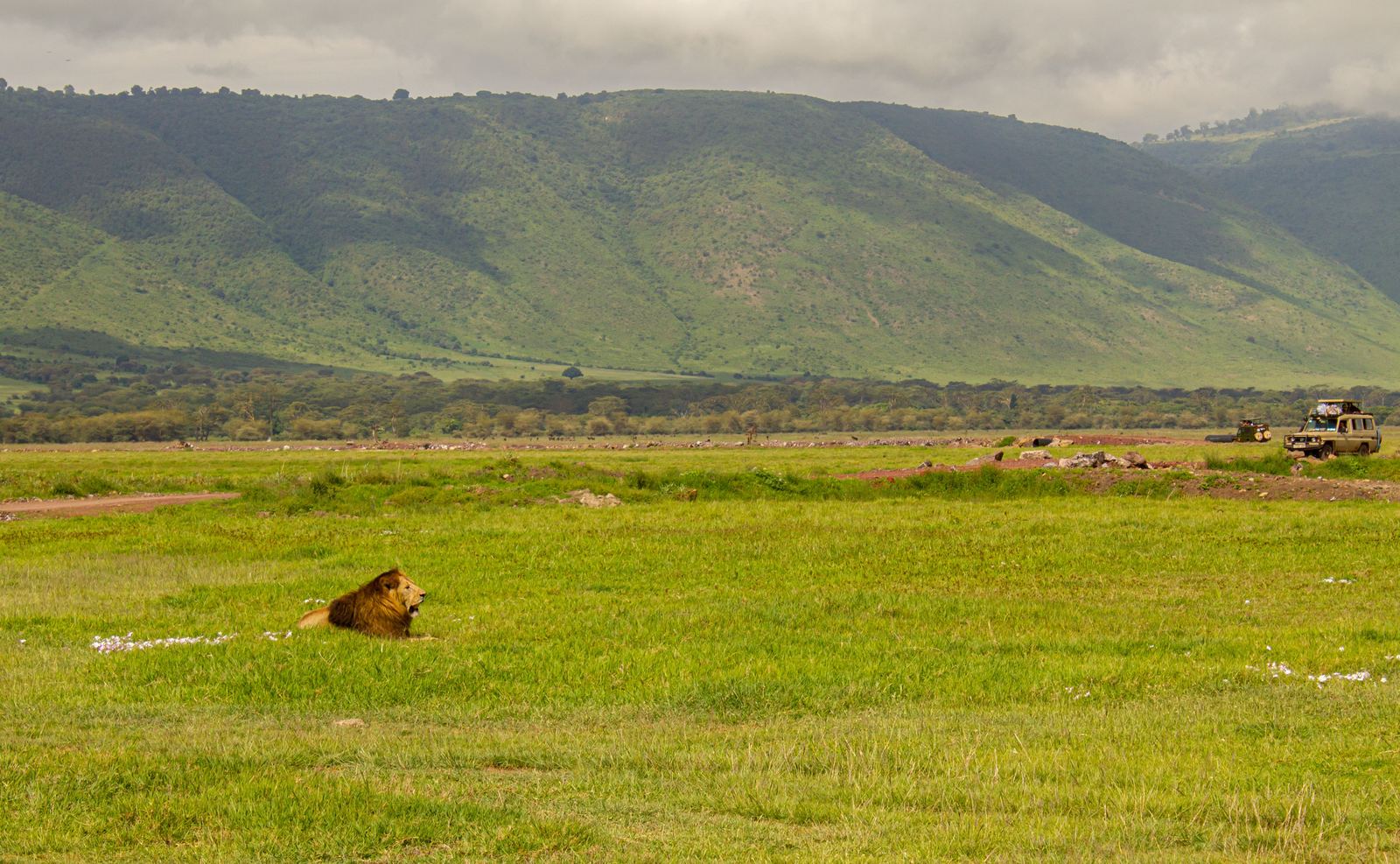 A male lion resting on the green floor of the Ngorongoro Crater with safari vehicles behind