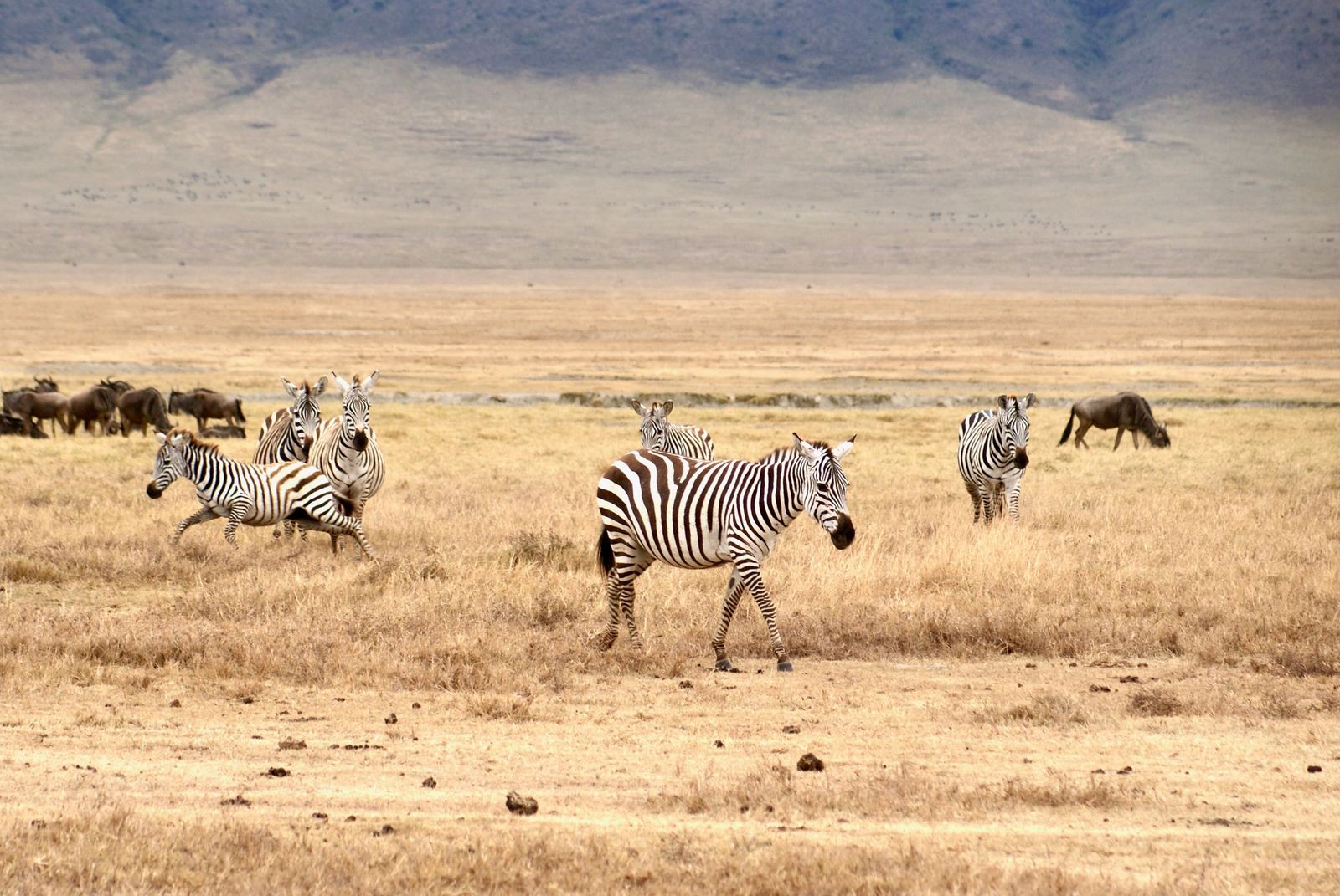 Zebras and wildebeest on the golden grassland of the Ngorongoro Crater floor