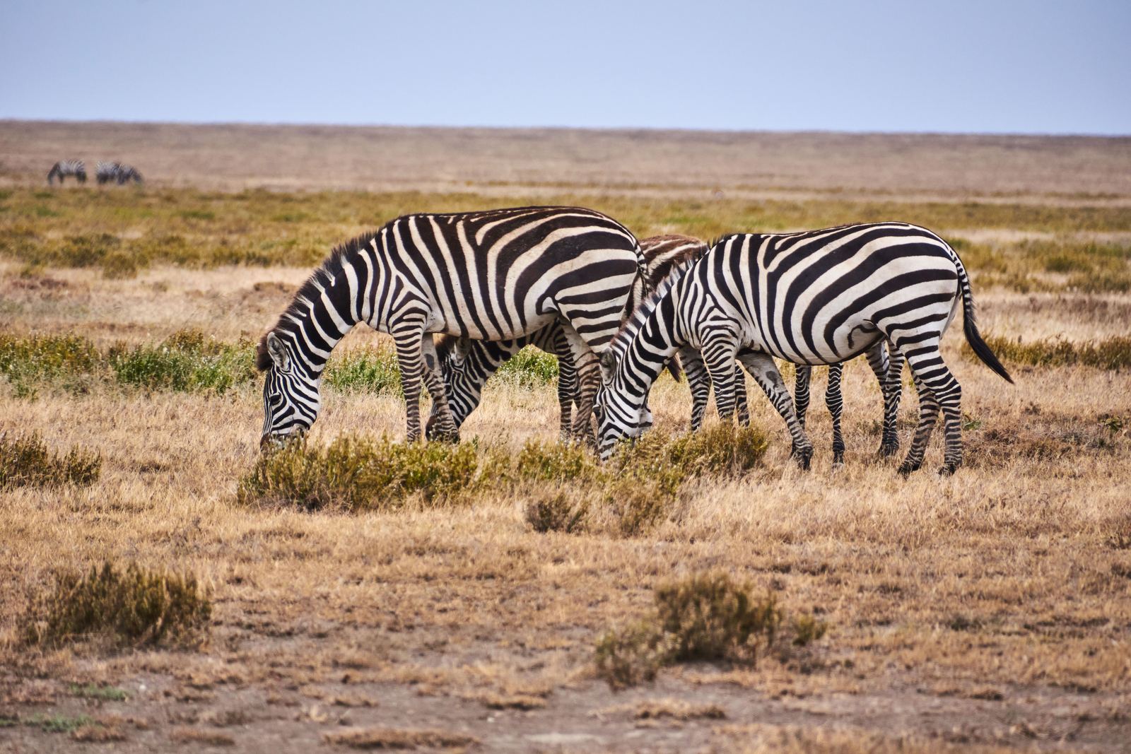 Three zebras grazing together on dry Serengeti grassland