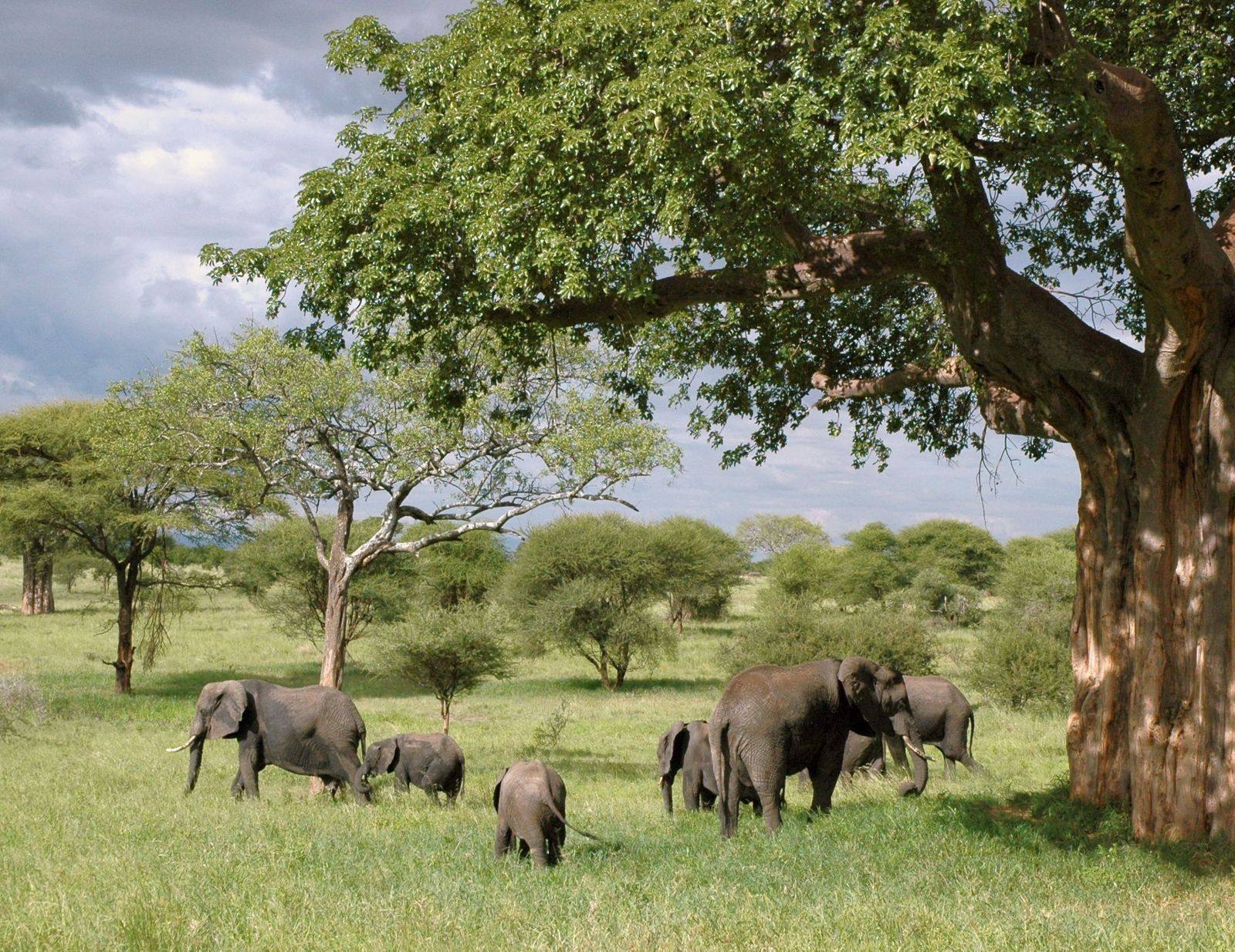A family of elephants grazing beneath a large baobab tree on green grassland